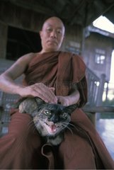 She-cat crowling caressed by a monk Burma