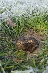 Young brown hare on grain field in march Germany