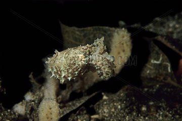 Hooded Cuttlefish Manado Celebes Sea Indonesia