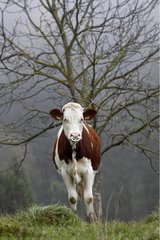 A Montbéliard calf with a nose ring in the Jura France