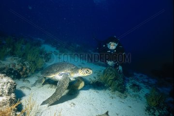 Taucher beobachtet eine grüne Galapagos -Schildkröte