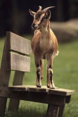 Chèvre naine debout sur un banc