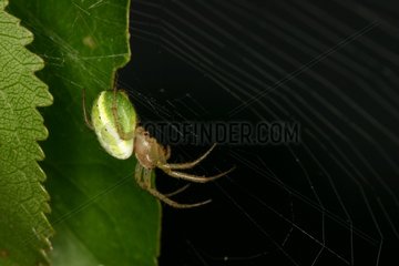 Cucumber green spider on its cobweb Sieuras Ariège France