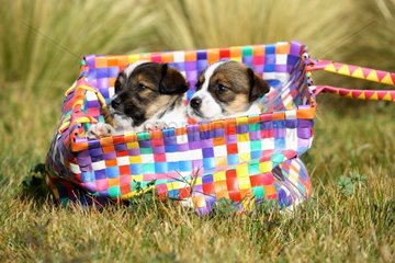 Mongrel puppies in a bag
