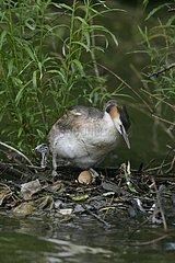 Great Crested Grebe at nest United-Kingdom