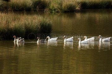 Inländische Gänse auf einem Teich eines Game Reserve France
