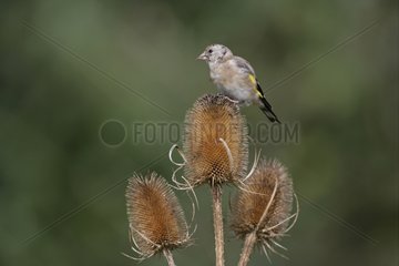 Young Goldfinch on a Teasel United-Kingdom