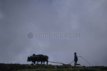 Amharas peasant plowing High plateaus Ethiopia
