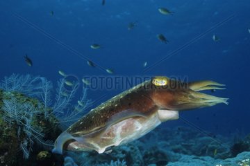 Broadclub Tintenfisch  der sich nach dem Legen eines Eierbali aufmischt