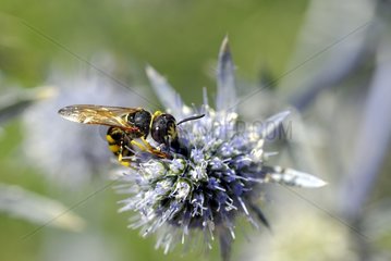 Median wasp gathering nectar on a flower