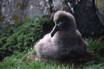 Young Sooty albatross on nest Crozet