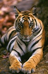 Junge weibliche Bengal Tiger PN Bandhavgarth Indien