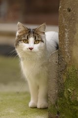 Porträt einer She-Katze in einer Gasse Yport Frankreich