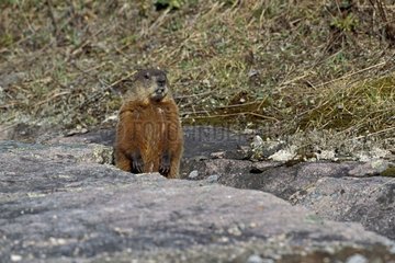 Marmot observing of a small fault of granite rock Canada