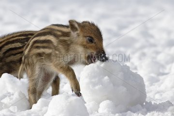 Wild Piglet and ball of snow Schleswig-Holstein Germany