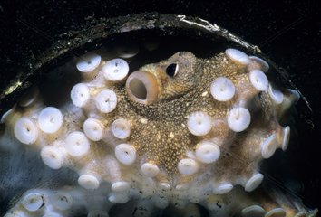 Portrait of Coconut Octopus Lembeh strait Sulawesi