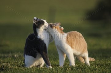 Male European cats licking each other in a garden France