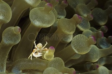 Gedeckte Anemone -Krabbe  die auf einem Meeresnemonsulawesi lebt