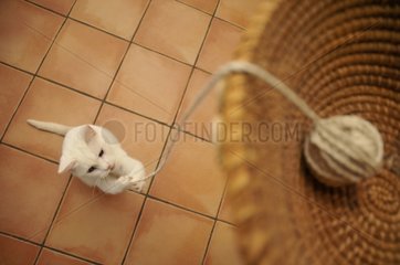 Young European cat playing with string France