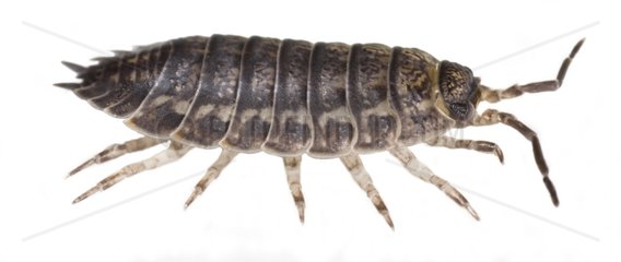 Woodlouse cut out on a white background France