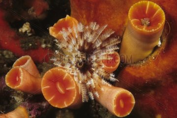 A Sabellid Fan Worm among an Orange Cup Coral Komodo