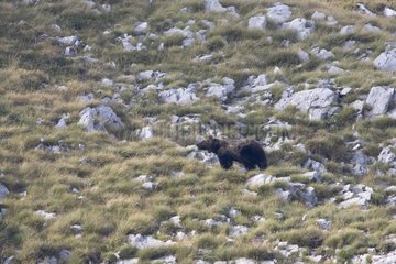 Marsican Bear with transmitting collar Abruzzo Italy