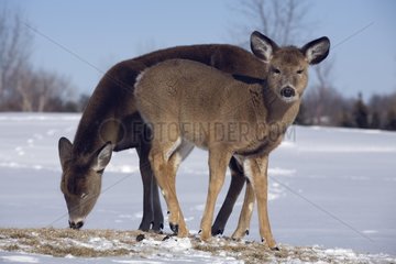 WeiÃŸschwanze Hirsche auf der Suche nach Nahrung im Schneequebec sucht