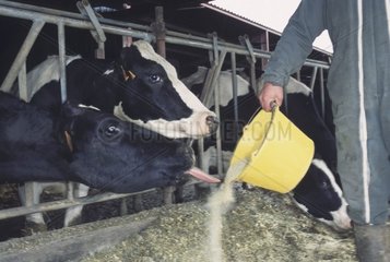 Distribution de compléments alimentaires à des Prim'Holstein