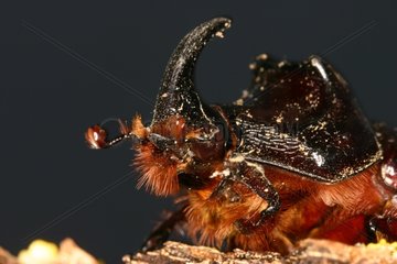 Male European Rhinoceros Beetle on dead wood Sieuras