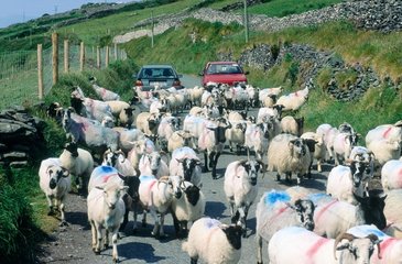 Connemara  Clifden  moutons sur une route