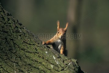 Portrait of Eurasian Red Squirrel on a branch France