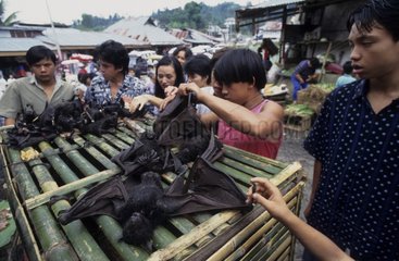 Sold of meat of fruit bat on a market Indonesia