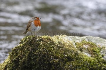 Robin standing on a mossy rock Great Britain