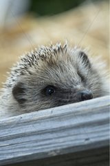Hedgehog portrait