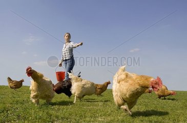 Eleveuse distribuant du grain à ses poules en liberté