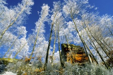 Felsen und gefrosteter Baum im Park des Vosges France