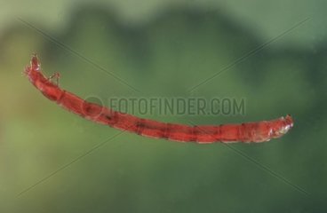 Larva of a midge Spain