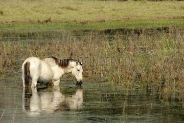 Pantaneiro horse feeding in water Pantanal Brazil