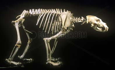 Skeleton of Brown bear Spain