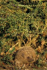 European Hedgehog in a hedge observing Picardie