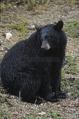 Black bear at spring Rocky Mountains Canada