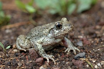 Midwife toad near Orbeil Puy de Dôme France