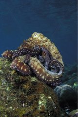 Sattiertes Oktopus des indo -pazifischen Tages auf einem Korallenbali
