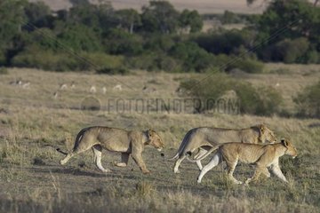 Lioness group walking Masaï Mara National Reserve