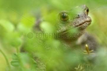 European toad hided behind foliage Hamra NP Sweden