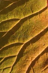 Detail of autumn leaf nervures