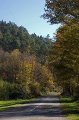 Road in the Regional Natural Park of Morvan