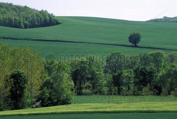 Fields and groves near Fleurance