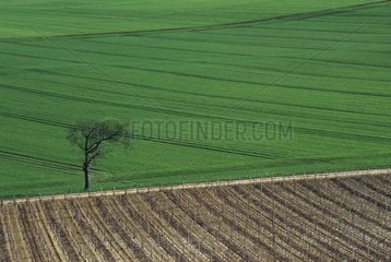 Rural landscape of vines and cereals