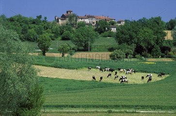 Village and cows in Saint puy region